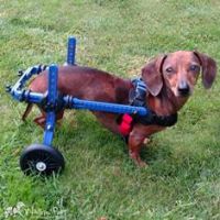 Mini Dachshund Walkin Wheels.jpg