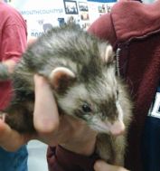 Rescued_Ferret_at_2015_Super_Pet_Expo.jpg