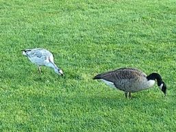 Leucistic Canada Goose One.jpg