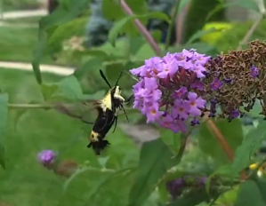 Hummingbird Moth photoTwo Hummingbird Moth Two.png