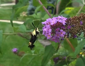 Hummingbird Moth Two.png