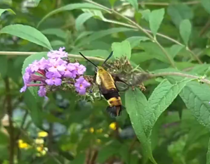 Hummingbird Moth photo One Hummingbird Moth ONE.png