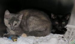 CAPIC kittens rescued.jpg
