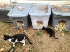 GOR_2_feral_cats_with_shelters.jpg