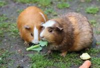 Guinea Pigs pexels-pixabay-50572.jpg