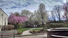 Spring Trees 2016 Shop Rite Plaza.jpg